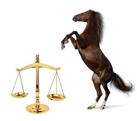 Artikel zum Pferdekaufrecht